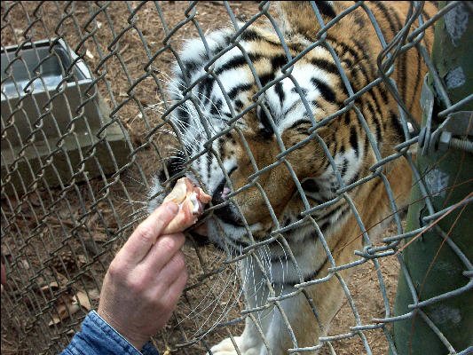 PICT9162 Tiger Carnivore Preservation Trust 