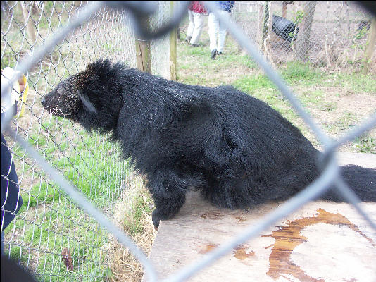 PICT9167 Binturong Carnivore Preservation Trust 