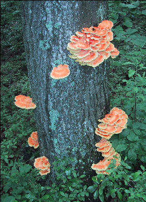Mushrooms,  AT, Connecticut