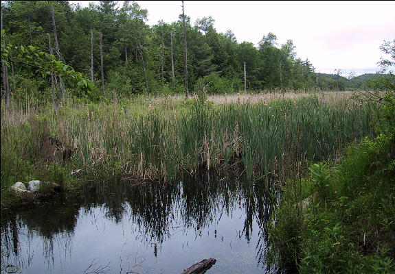 Swamp, AT, Massachusetts