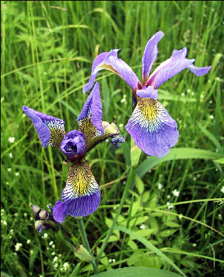 Flag Irises, AT, Massachusetts