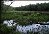 Swamp, AT, Massachusetts