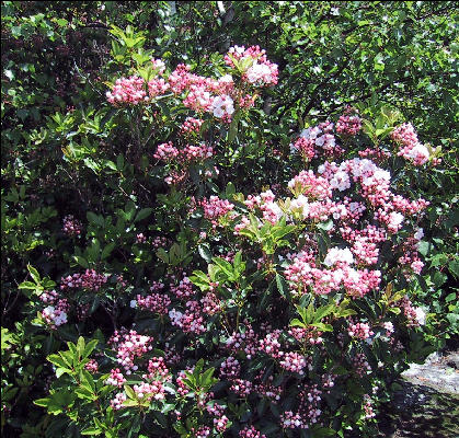 Azalea, AT, Massachusetts