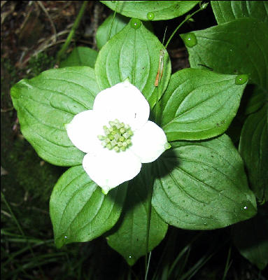 Flower, AT, Massachusetts