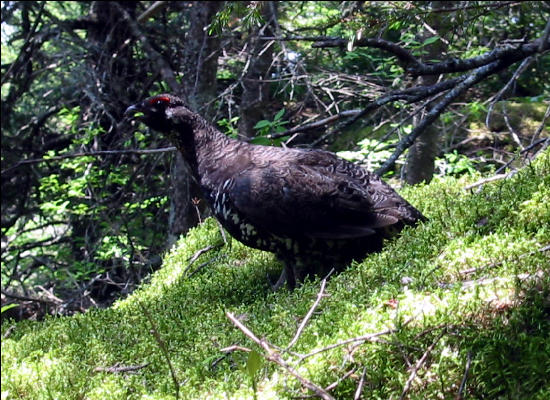 Grouse, AT, Maine