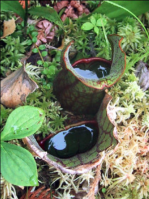 Pitcher Plants with Water, AT, Maine