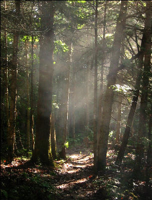 Trees and Sunlight, AT, Maine