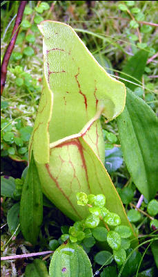 Pitcher Plant, AT, Maine