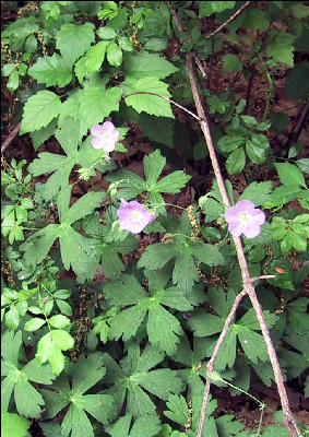 Geranium, AT, Maryland