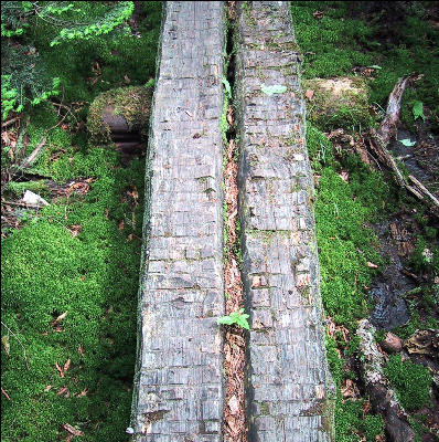 Log Tread, Long Trail, Vermont