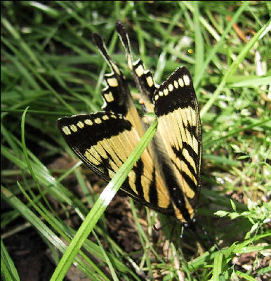 Butterflies, Lost Pond Shelter, Long Trail, Vermont