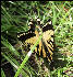 Butterflies, Lost Pond Shelter, Long Trail, Vermont