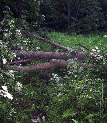 Thunderstorm Aftermath, Wintturi Shelter, AT, Vermont