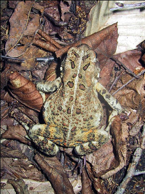 Frog, AT, New Hampshire