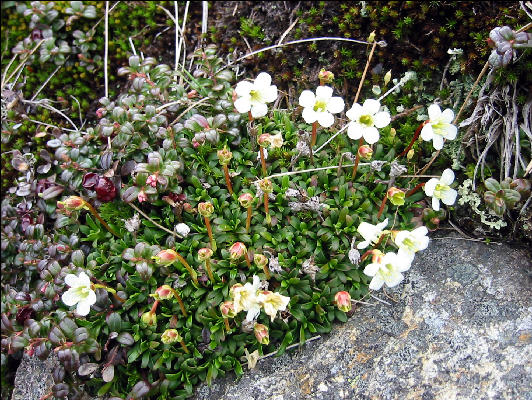 Diapensia, AT, New Hampshire