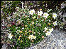 Diapensia, AT, New Hampshire