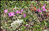 Flowers, White Mountains, AT, New Hampshire