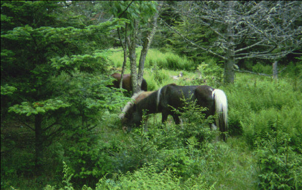 Horses on Mount Rogers