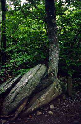 Tree in a Rock 