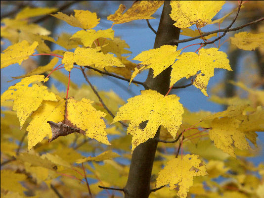 Leaves, Douthat State Park