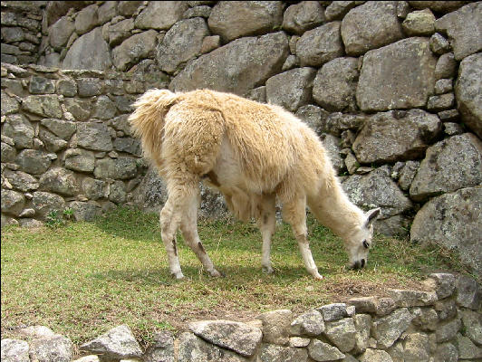 Llama at the end of the Inca Trail