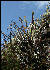 Flora on the Inca Trail