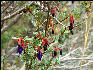 Flora on the Inca Trail