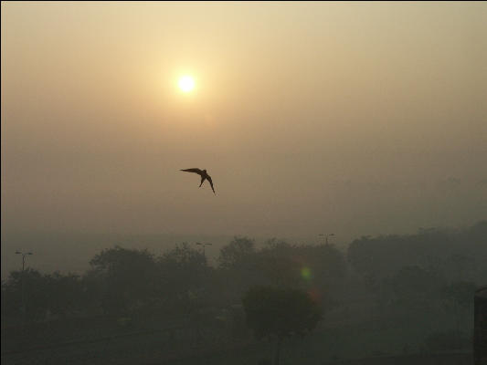 Pict4334 Sun Through Fog With Bird Agra