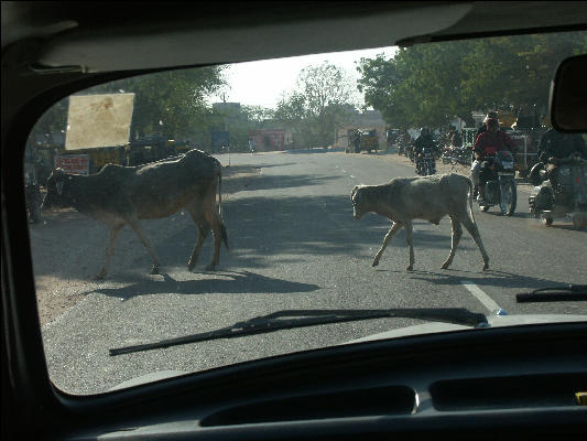 Pict2475 Cattle On Road West Of Pushkar