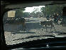 Pict2475 Cattle On Road West Of Pushkar