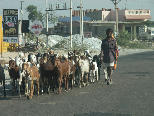 Pict2487 Man With Goats West Of Pushkar