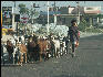 Pict2487 Man With Goats West Of Pushkar