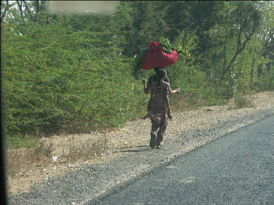 Pict2488 Woman With Head Bundle West Of Pushkar