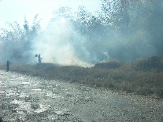 Pict0822 Burning In Bandipur National Park