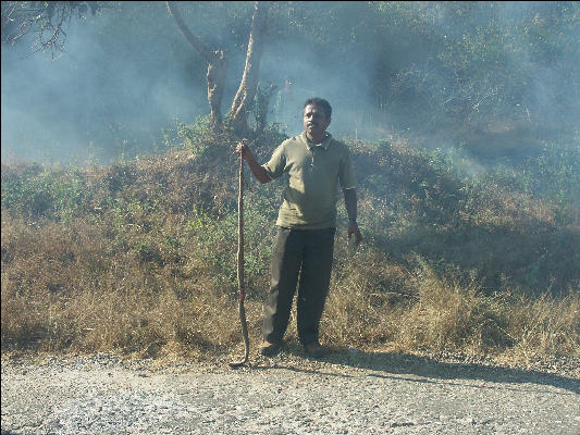 Pict0824 Dead Cobra Road Kill In Bandipur National Park