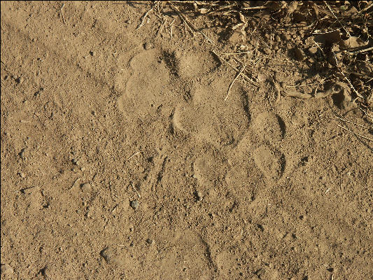 Pict0832 Tiger Track In Bandipur National Park