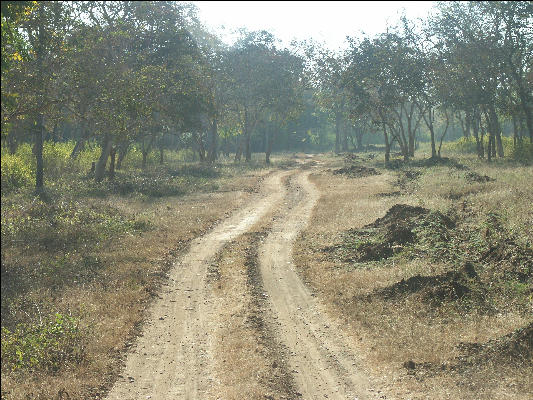 Pict0834 Road Through Bandipur National Park