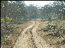 Pict0834 Road Through Bandipur National Park