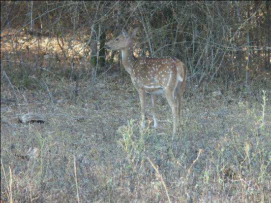 Pict0849 Chital In Bandipur National Park