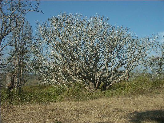 Pict0856 Tree In Bandipur National Park