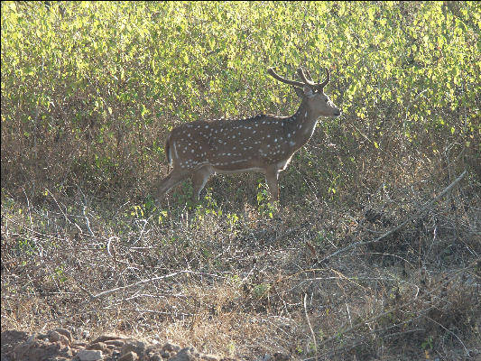 Pict0877 Chital In Bandipur National Park