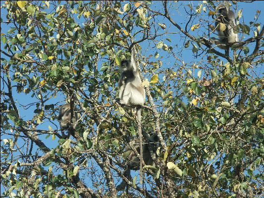 Pict0900 Monkey In Tree Bandipur National Park