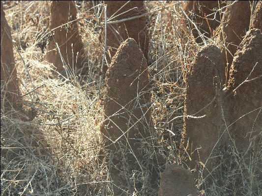 Pict0911 Termite Mounds In Bandipur National Park