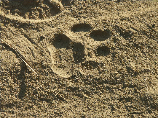 Pict0919 Tiger Track In Bandipur National Park