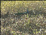 Pict0926 Peacock In Bandipur National Park