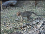 Pict0951 Monkey Bandipur National Park