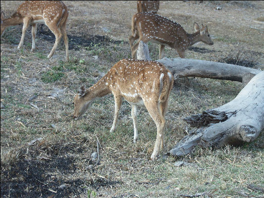 Pict0954 Chital In Bandipur National Park