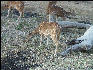 Pict0954 Chital In Bandipur National Park