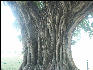 Pict0664 Banyan Tree Red Fort Delhi