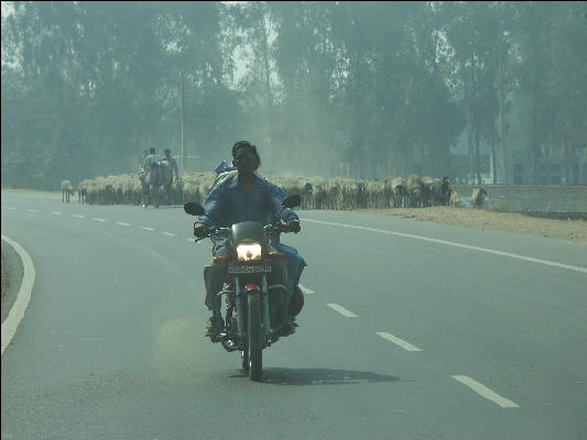 Pict4465 Sheep And Motorcycle Delhi